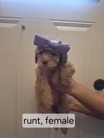 Photo of Runt