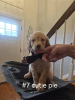 Cutie pie, a male Goldendoodle for sale in Hendersonville, TN – Photo 2 of 3