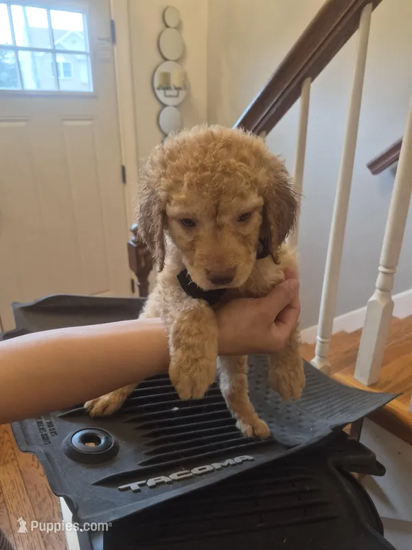 Cutie pie – Goldendoodle puppy for sale in Hendersonville, TN