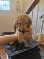 Cutie pie, a male Goldendoodle for sale in Hendersonville, TN – Photo 1 of 3