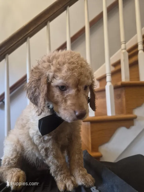 Cutie pie – Goldendoodle puppy for sale in Hendersonville, TN