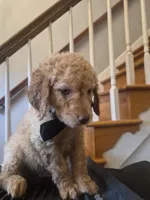 Cutie pie, a male Goldendoodle for sale in Hendersonville, TN – Photo 3 of 3