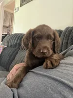 Harvey, a male Labradoodle for sale in Georgetown, SC – 2 of 4