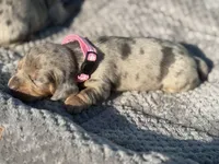 Daisy, a female Miniature Dachshund for sale in Georgetown, SC – 7 of 10