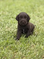 Remi lou, a female Labradoodle for sale in Georgetown, SC – 2 of 6