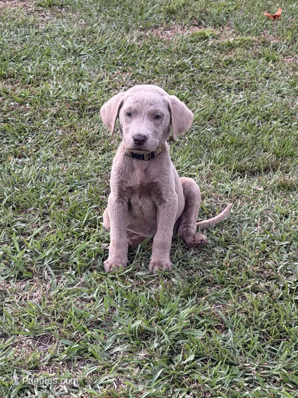 Willow – Labrador Retriever puppy for sale in Georgetown, SC