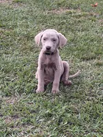 Willow, a female Labrador Retriever for sale in Georgetown, SC – 1 of 2