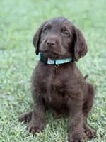 Harvey, a male Labradoodle for sale in Georgetown, SC – 3 of 4