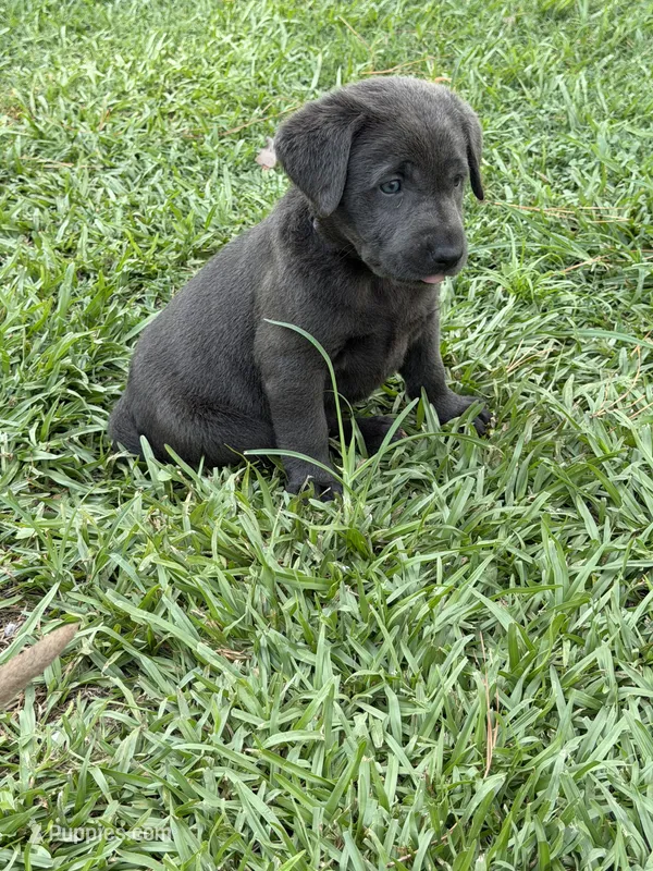 Brooks – Labrador Retriever puppy for sale in Georgetown, SC