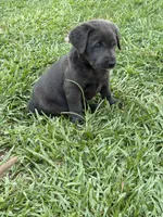 Brooks, a female Labrador Retriever for sale in Georgetown, SC – 1 of 7