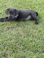 Brooks, a female Labrador Retriever for sale in Georgetown, SC – 4 of 7