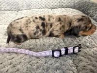 Camilla, a female Miniature Dachshund for sale in Georgetown, SC – 5 of 8