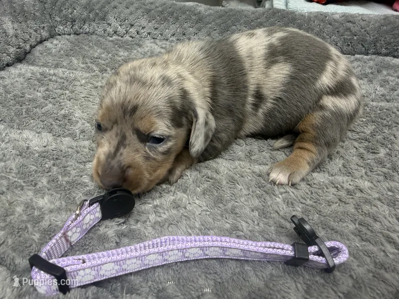 Petunia – Miniature Dachshund puppy for sale in Georgetown, SC