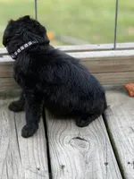 Maddie , a female Labradoodle for sale in Georgetown, SC – 2 of 3