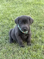 Jack, a male Labrador Retriever for sale in Georgetown, SC – 3 of 5