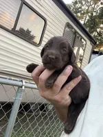 Harper, a female Labradoodle for sale in Georgetown, SC – 5 of 6