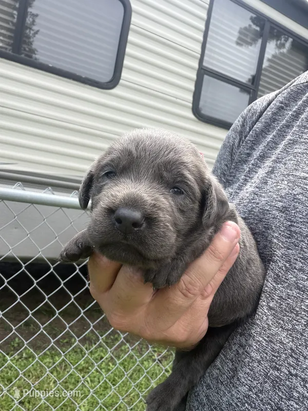 Bella – Labrador Retriever puppy for sale in Georgetown, SC