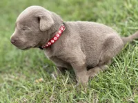 Raphlie, a male Labrador Retriever for sale in Georgetown, SC – 2 of 5