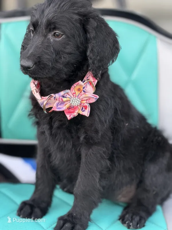 Shadow – Labradoodle puppy for sale in Georgetown, SC
