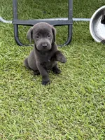 Jack, a male Labrador Retriever for sale in Georgetown, SC – 4 of 5