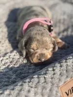 Daisy, a female Miniature Dachshund for sale in Georgetown, SC – 5 of 10