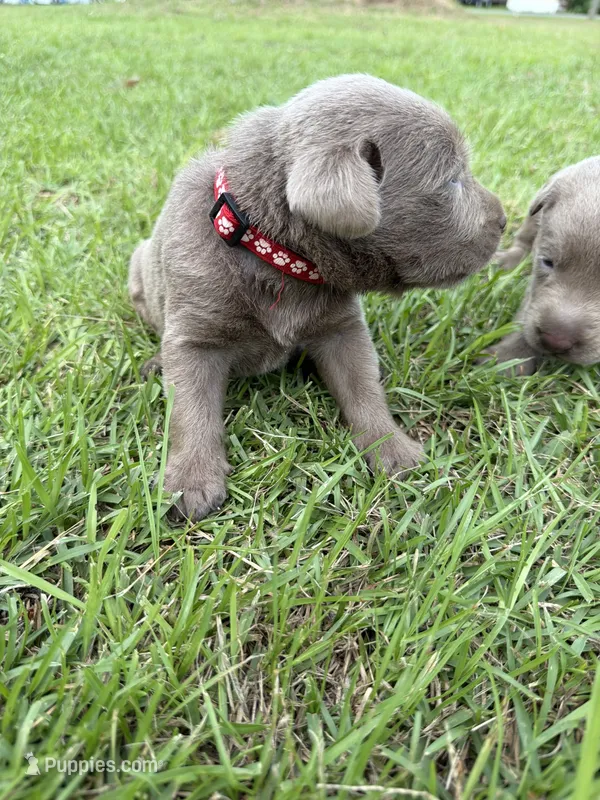 Raphlie – Labrador Retriever puppy for sale in Georgetown, SC