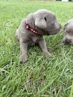 Raphlie, a male Labrador Retriever for sale in Georgetown, SC – 1 of 5