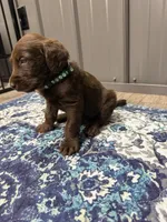 Harvey, a male Labradoodle for sale in Georgetown, SC – 5 of 5