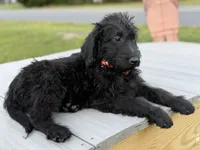 Theo, a male Labradoodle for sale in Georgetown, SC – 4 of 5