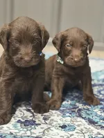 Harvey, a male Labradoodle for sale in Georgetown, SC – 2 of 5