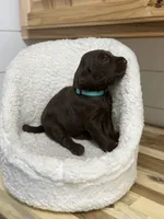 Harvey, a male Labradoodle for sale in Georgetown, SC – 4 of 5