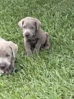 Ralphie, a male Labrador Retriever for sale in Georgetown, SC – 2 of 2