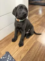 Sutton, a female Labrador Retriever for sale in Georgetown, SC – Photo 3 of 4