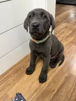 Sutton, a female Labrador Retriever for sale in Georgetown, SC – Photo 1 of 4