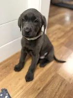 Sutton, a female Labrador Retriever for sale in Georgetown, SC – Photo 2 of 4