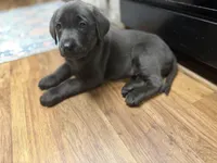 Sutton, a female Labrador Retriever for sale in Georgetown, SC – Photo 4 of 4