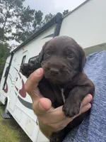 Remi lou, a female Labradoodle for sale in Georgetown, SC – 4 of 6