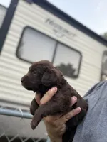 Harper, a female Labradoodle for sale in Georgetown, SC – 3 of 5