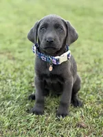 Bella, a female Labrador Retriever for sale in Georgetown, SC – 4 of 5