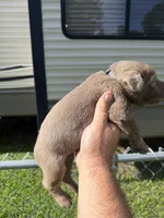Benny, a male Labrador Retriever for sale in Georgetown, SC – 3 of 3