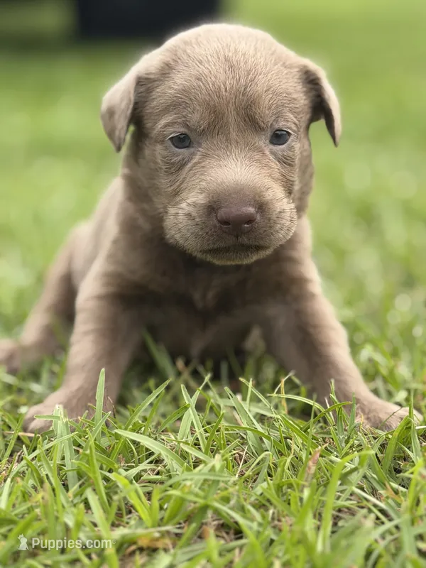 Raphlie – Labrador Retriever puppy for sale in Georgetown, SC