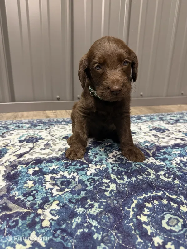 Harvey – Labradoodle puppy for sale in Georgetown, SC