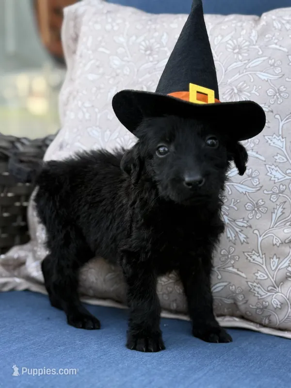 Maisy – Labradoodle puppy for sale in Georgetown, SC