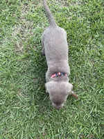 Raphlie, a male Labrador Retriever for sale in Georgetown, SC – 5 of 5