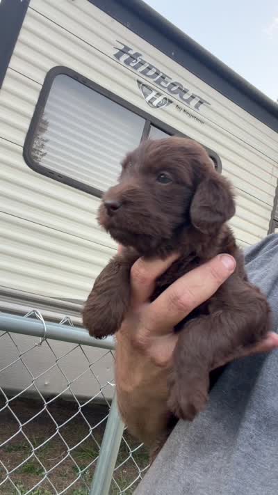 Harper, a female Labradoodle for sale in Georgetown, SC – 5 of 5