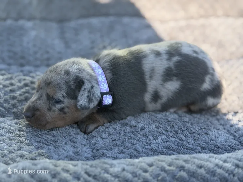 Petunia – Miniature Dachshund puppy for sale in Georgetown, SC