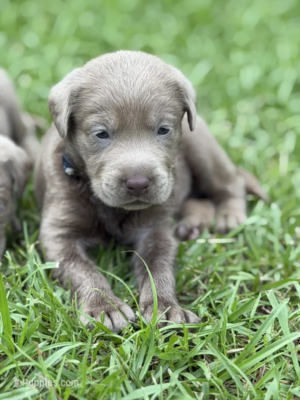 Benny – Labrador Retriever puppy for sale in Georgetown, SC