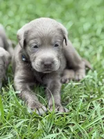 Waylon, a male Labrador Retriever for sale in Georgetown, SC – 2 of 10