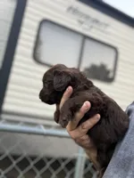 Harper, a female Labradoodle for sale in Georgetown, SC – 2 of 5
