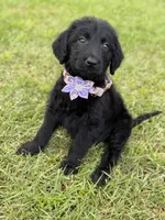 Shadow, a female Labradoodle for sale in Georgetown, SC – 4 of 5